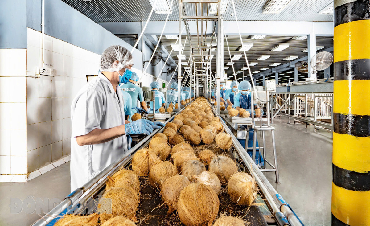 Dây chuyền sản xuất các sản phẩm từ dừa tại Công ty TNHH Chế biến dừa Lương Quới. Ảnh: Cẩm Trúc