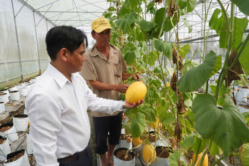 Toàn bộ diện tích dưa lưới của ông Ngô Văn Bảy (ấp Kênh Giữa, xã Nhơn Ninh, huyện Tân Thạnh) đã được chứng nhận VietGAP. Ảnh: Bùi Tùng