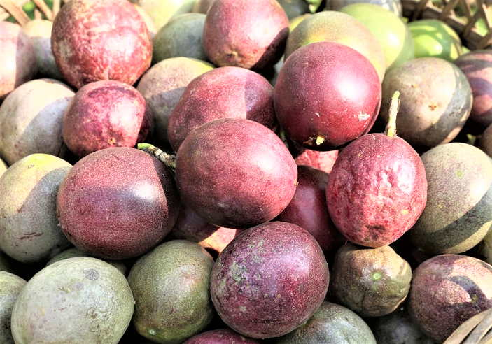 Sản lượng chanh dây Việt Nam đạt 163.000 tấn/năm.