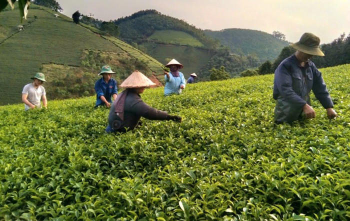 Tháo gỡ khó khăn trong sắp xếp lại hoạt động của các công ty nông, lâm nghiệp