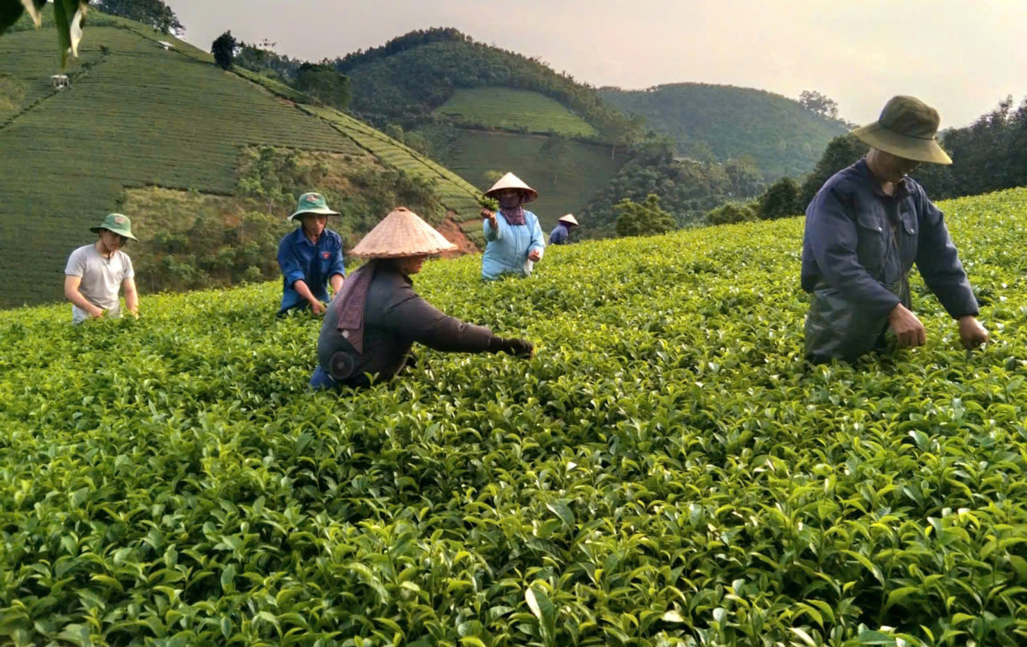 Sau sắp xếp đã hình thành một số mô hình sản xuất nông, lâm nghiệp tập trung với quy mô lớn, hiệu quả cao.