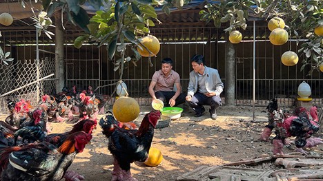 Hợp tác xã Chăn nuôi và kinh doanh gà Đông Tảo, tỉnh Hưng Yên với quy mô hàng nghìn con, đem lại hiệu quả kinh tế cao