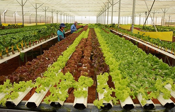 Nguồn vốn FDI vào lĩnh vực nông nghiệp công nghệ cao tại Việt Nam đem lại hiệu quả tích cực, tuy nhiên con số vẫn còn khiêm tốn so với kỳ vọng. 