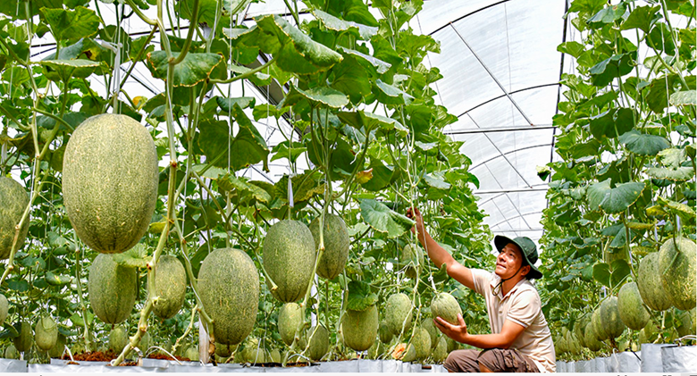 Mô hình trồng dưa lưới trong nhà màng, ứng dụng công nghệ tưới nhỏ giọt của Israel mang lại thu nhập cao cho người dân Cà Mau.