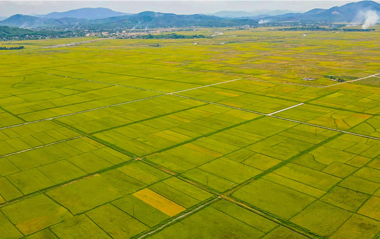 Hà Tĩnh tập trung thực hiện chuyển đổi, tích tụ ruộng đất gắn với các chính sách phát triển nông nghiệp, nông thôn giai đoạn 2026-2030.