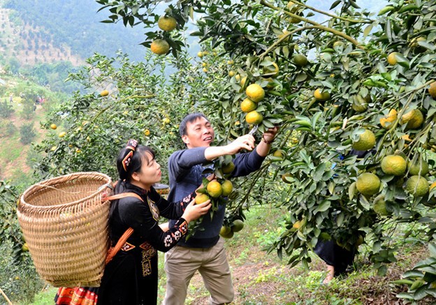 Sản phẩm cam Sành Hàm Yên, Tuyên Quang đạt tiêu chuẩn OCOP 4 sao, được khách hàng ưa chuộm.
