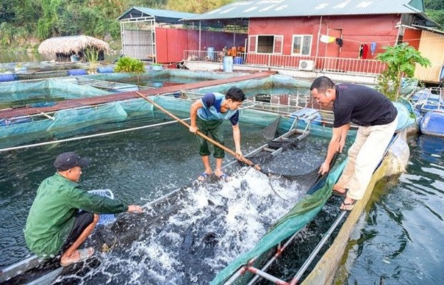 HTX Sản xuất - Kinh doanh cá đặc sản Thái Hòa tạo thu nhập trung bình đạt 200-300 triệu đồng/năm cho các thành viên.