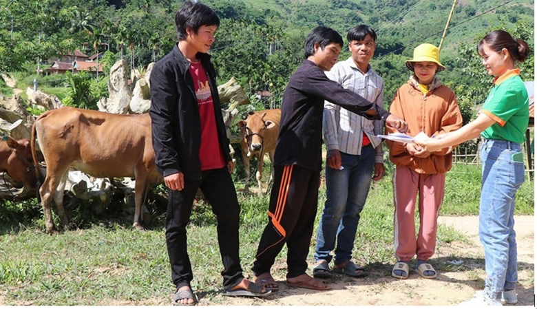 Trao bò sinh sản giúp đồng bào làm kinh tế, vươn lên thoát nghèo ở các địa phương miền núi tỉnh Quảng Ngãi. 