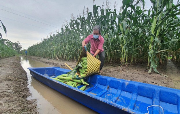 Nguồn vốn tín dụng chính sách - “Bệ đỡ” giúp đồng bào dân tộc Khmer phát triển sản xuất nông nghiệp cải thiện đời sống, vươn lên thoát nghèo.