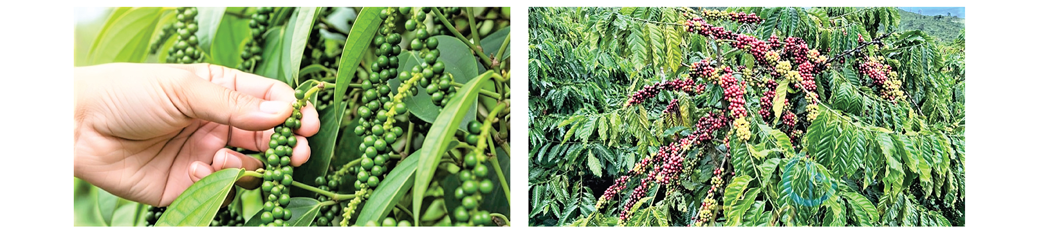 EMAGAZINE: Chuyển đổi số trong nông nghiệp, nông dân, nông thôn là đột phá để nông nghiệp Việt Nam vươn mình - Ảnh 8