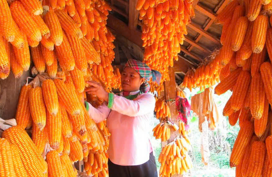 Giai đoạn 2021 - 2024, toàn Tỉnh có 37.613 lao động nghèo được hỗ trợ giải quyết việc làm.