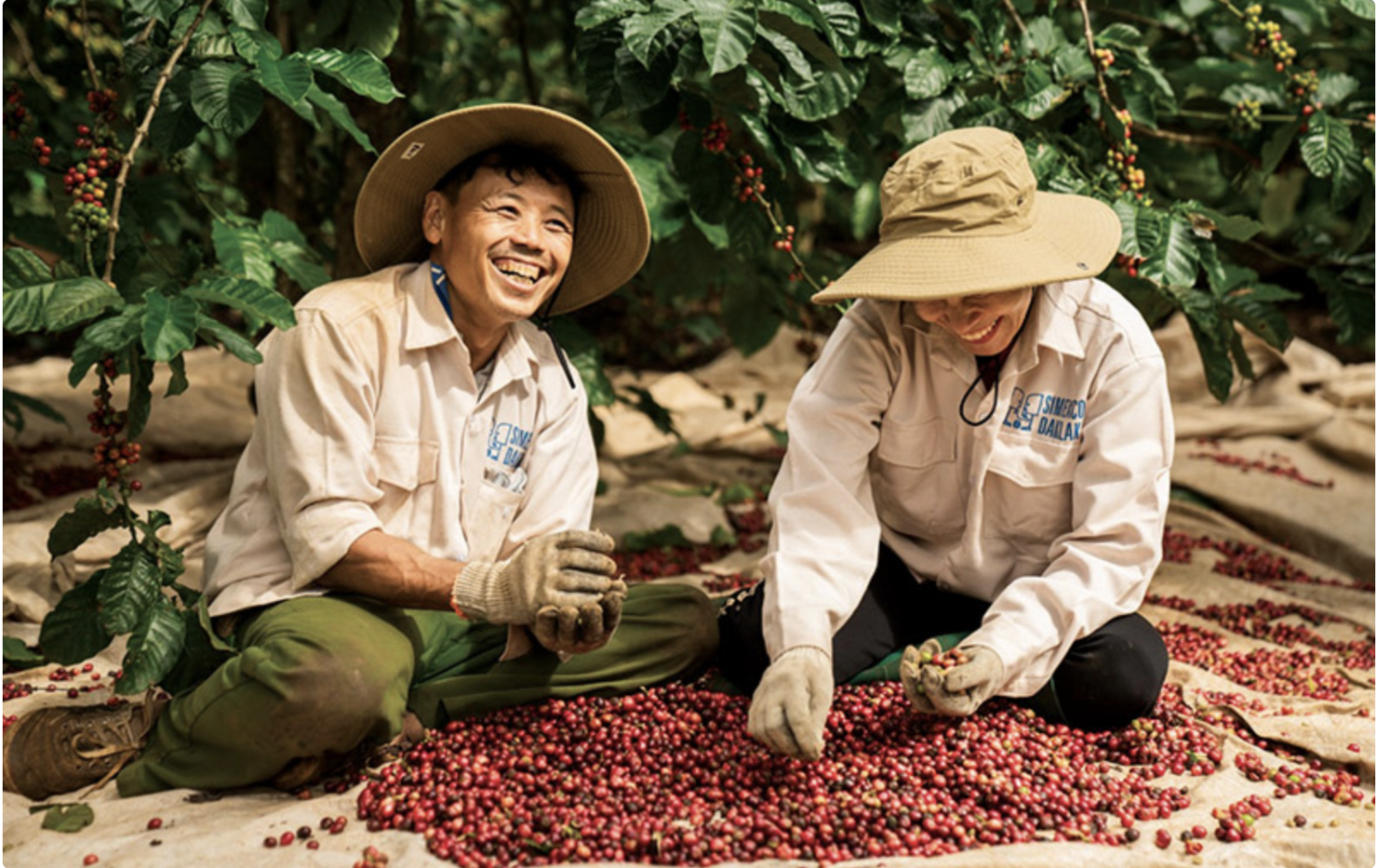 Cà phê là một trong những mặt hàng nông sản chủ lực của Việt Nam xuất khẩu sang thị trường Mexico.