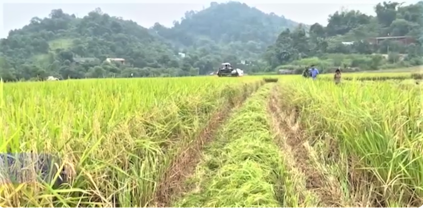 Đến năm 2035, lĩnh vực trồng trọt sẽ góp phần giảm ít nhất 15% lượng phát thải khí nhà kính so với mức năm 2020