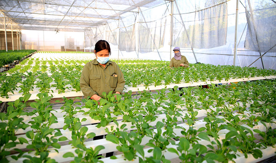 Dư nợ tín dụng đối với lĩnh vực nông nghiệp, nông thôn đạt gần 4 triệu tỷ đồng. Ảnh minh hoạ: ST