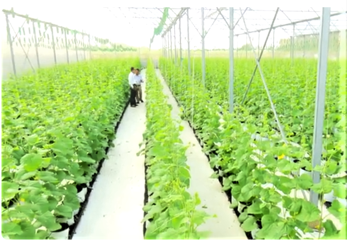 Sản xuất nông nghiệp Việt Nam hướng tới tăng trưởng xanh và phát triển bền vững.