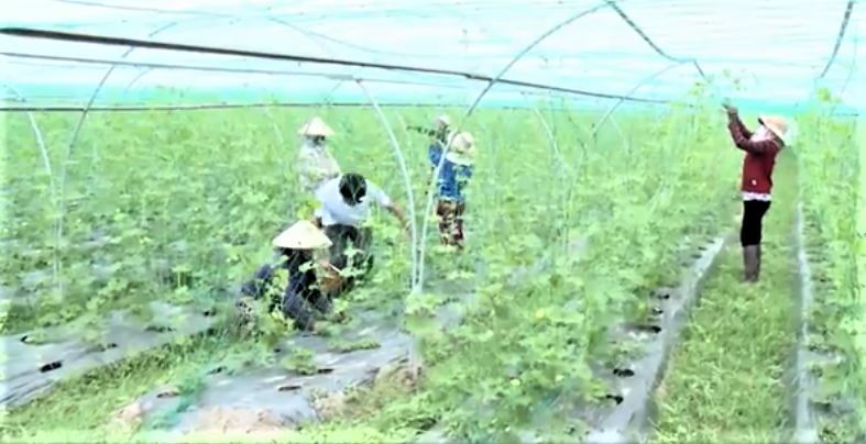 Đà Nẵng thúc đẩy thu hút đầu tư vào lĩnh vực nông nghiệp