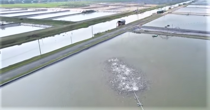 Thủy sản An Giang đóng góp đóng góp quan trọng vào phát triển kinh tế - xã hội địa phương