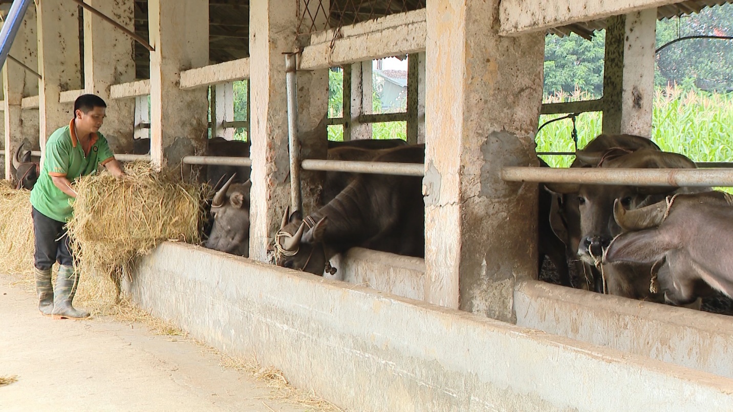 Chương trình mục tiêu quốc gia giảm nghèo bền vững trên địa bàn tỉnh Tuyên Quang đã huy động hơn 1.100 tỷ đồng, hỗ trợ sinh kế và an sinh xã hội.
