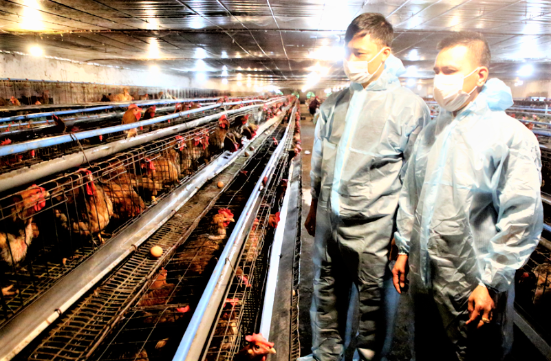 Tỉnh Bắc Ninh tập trung phát triển chăn nuôi bền vững.