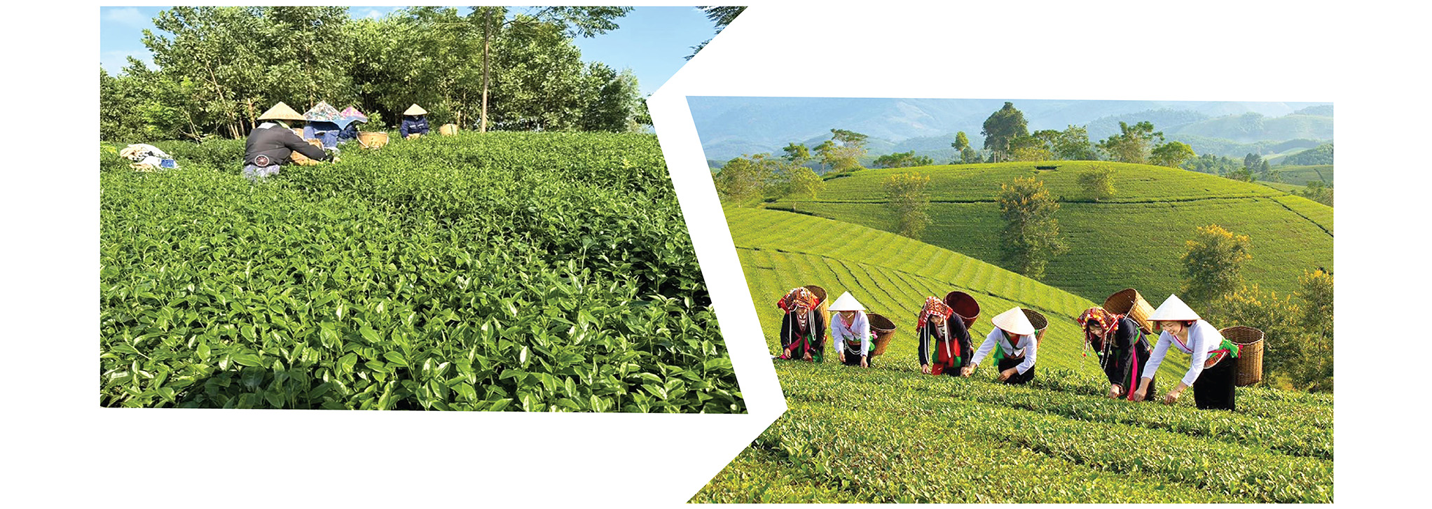 HTX chè Cẩm Mỹ và trồng chè hữu cơ dân tộc Mường ở Phú Thọ vươn lên thoát nghèo.