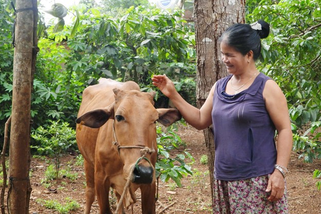 Bà Ami Houh, ở xã Krông Năng, Đắk Lắk chăm sóc con bò cái được chính quyền địa phương hỗ trợ nhằm giúp gia đình bà cải thiện cuộc sống, từng bước thoát nghèo bền vững.