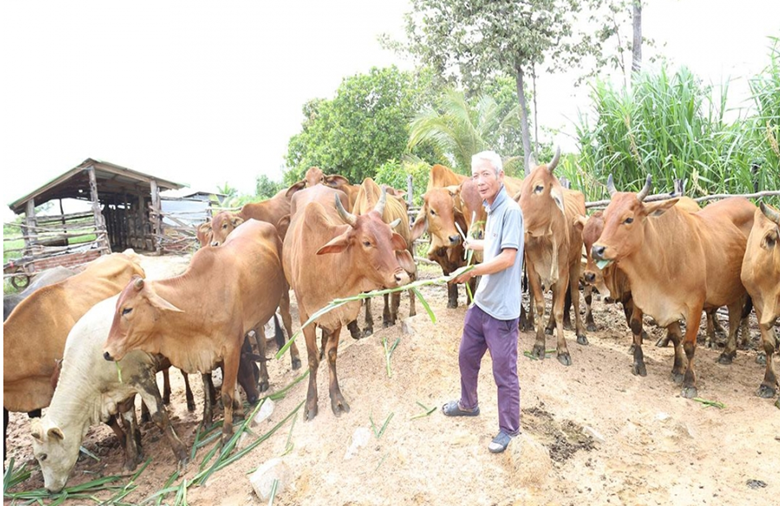 Đàn bò của ông Nguyễn Văn Tuấn (thôn Thạnh Phú, xã Ia Lốp) được gây dựng từ nguồn vốn tín dụng ưu đãi. 