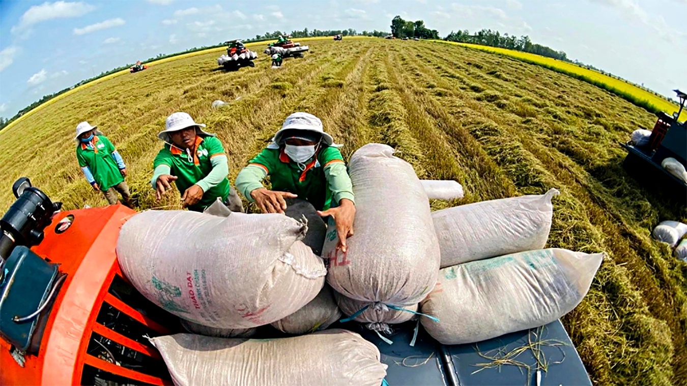 Cơ cấu thị trường xuất khẩu của gạo Việt đã có sự thay đổi rõ nét trong thời gian qua