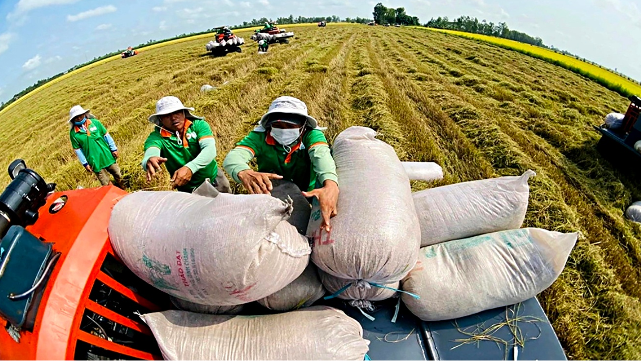 Gạo Việt giữ vị thế xuất khẩu bất chấp áp lực thị trường