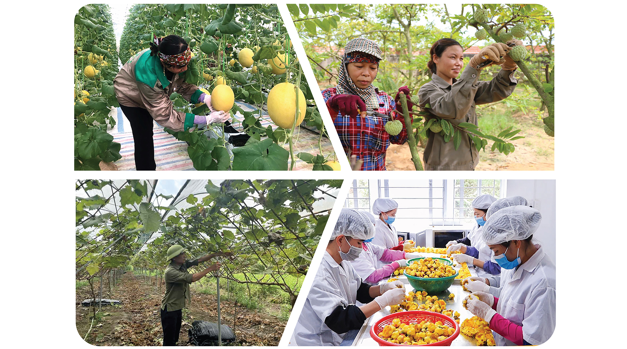Quảng Ninh là cái nôi khởi nguồn và phát triển mạnh mẽ chương trình OCOP