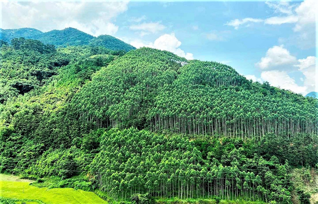 Việt Nam sở hữu nguồn tài nguyên rừng phong phú, mở ra cơ hội lớn để phát triển thị trường tín chỉ carbon