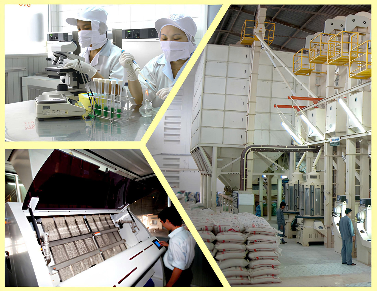 Tăng trưởng doanh thu của AFIEX chủ yếu đến từ sản xuất thức ăn thủy sản và lương thức.