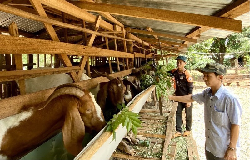 Vốn tín dụng đang giúp nhiều người dân ở Lâm Đồng thoát nghèo. Ảnh: L.V