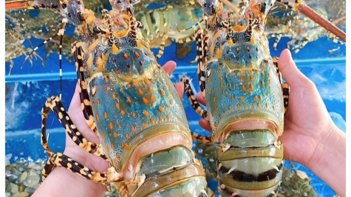 Tôm hùm Việt Nam lập kỷ lục xuất khẩu 712 triệu USD