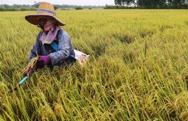 Thái Lan chi 88 tỷ Bath đảm bảo giá lúa niên vụ 2021-2022